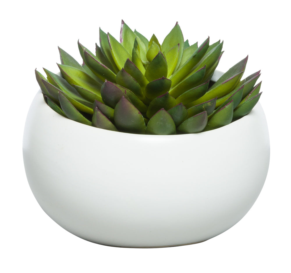 Succulent in White Angle Pot