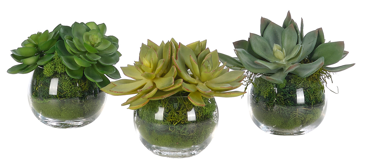 Succulent in Glass