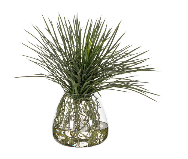Whipple Yucca