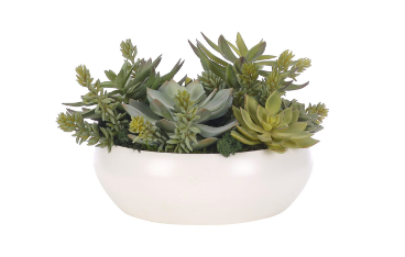 Succulents in Ceramic Bowl