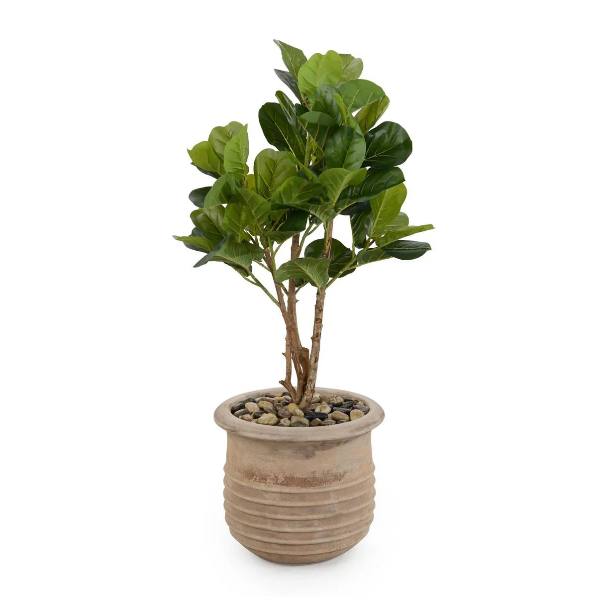 Terracotta Fig