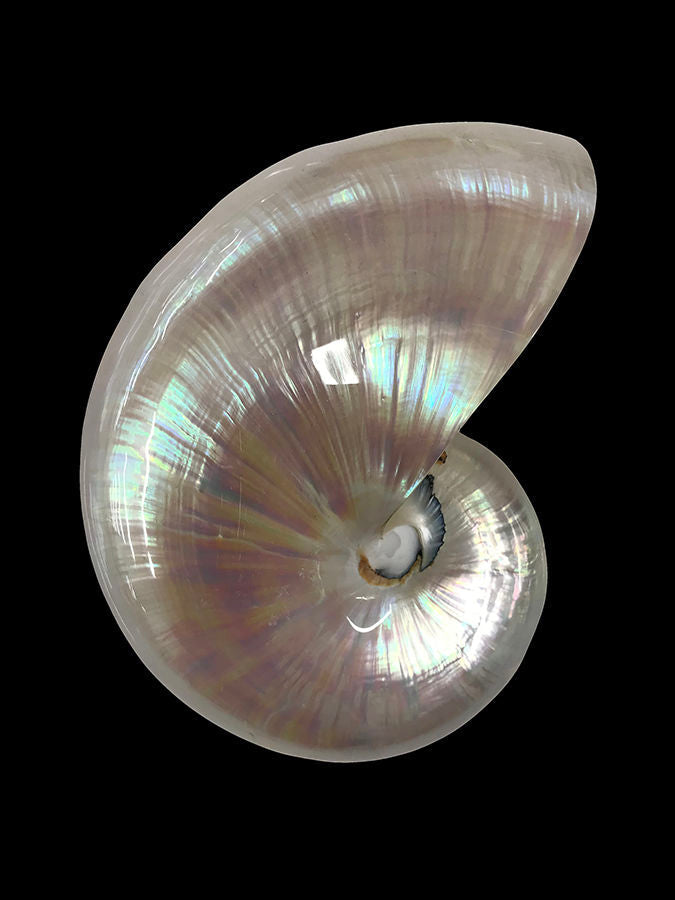 Nautilus Shell I