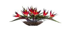 Bird of Paradise