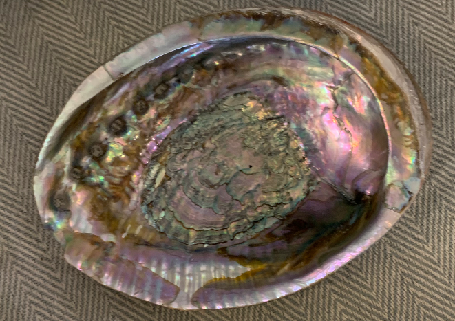 Single Abalone Shell