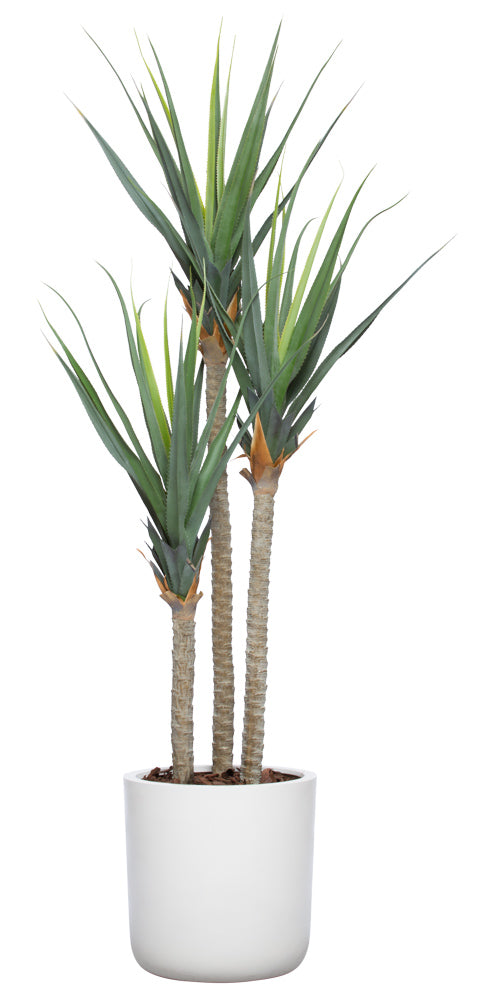 Large Pandanus