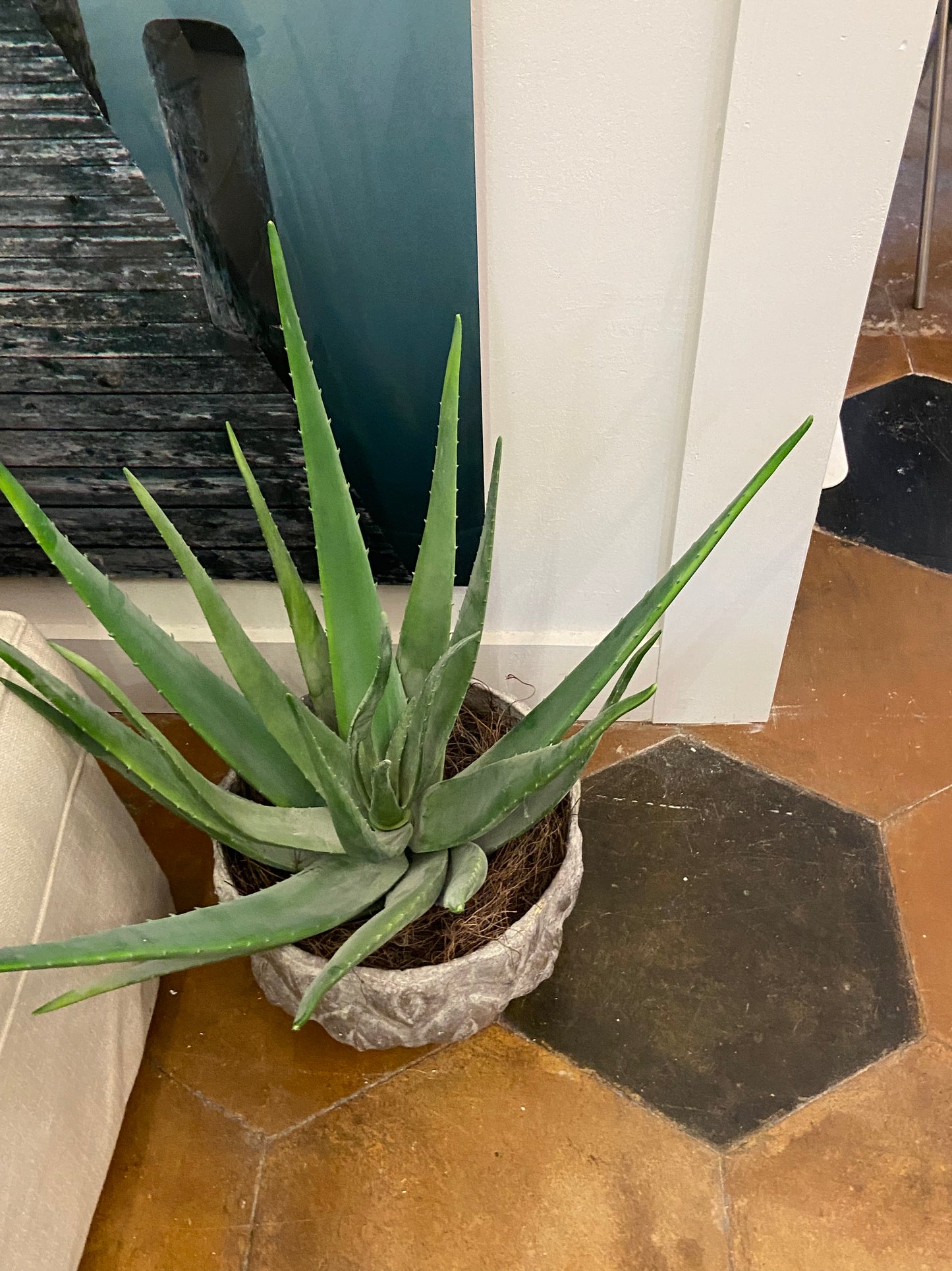 Aloe in Clay Pot