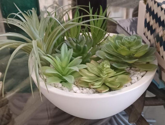 Mixed Succulents in White Pot
