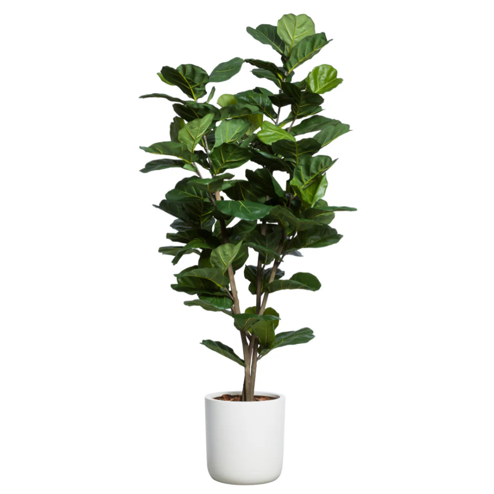 8' Fig Fiddle