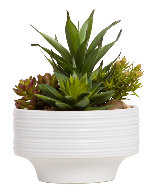 Mixed Succulent in Ribbed Pot
