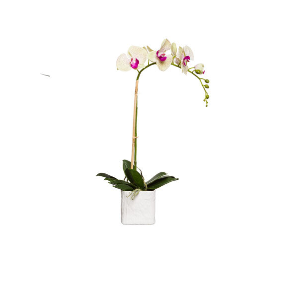 Green Orchid in Linen Pot
