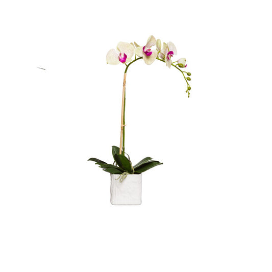Green Orchid in Linen Pot