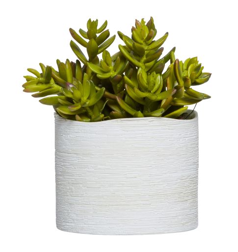 Succulent in Cylindrical Pot