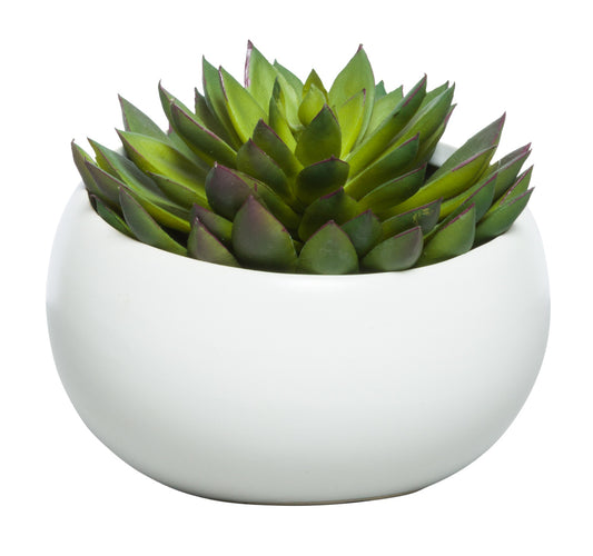 Succulent in White Angle Pot