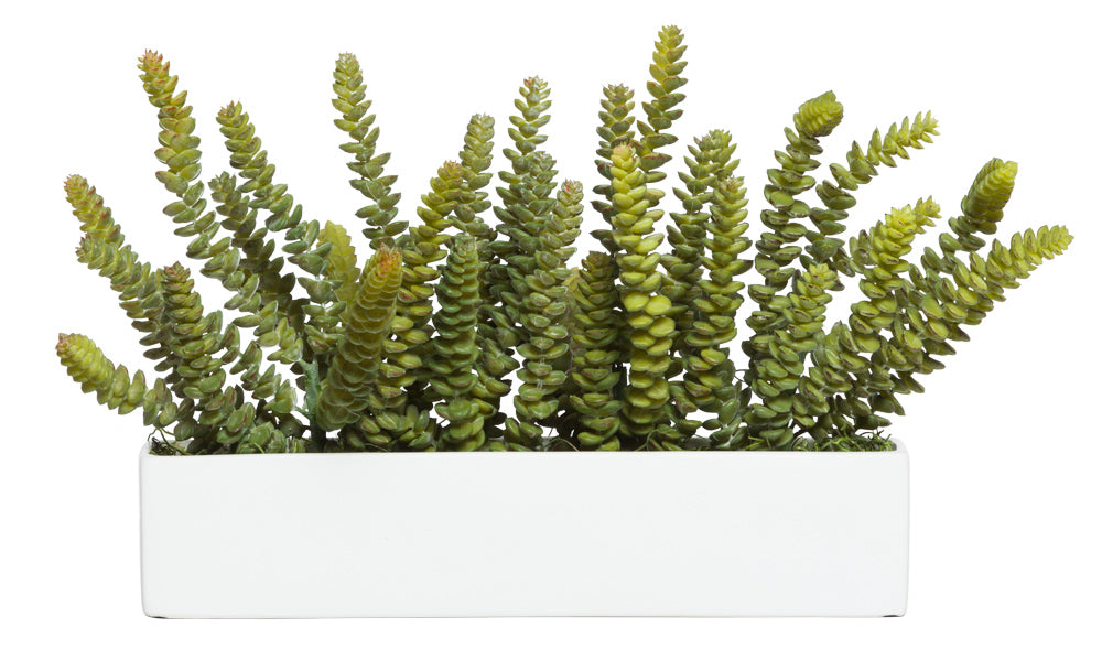 Donkey Tail Succulent in Long Planter
