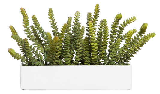 Donkey Tail Succulent in Long Planter