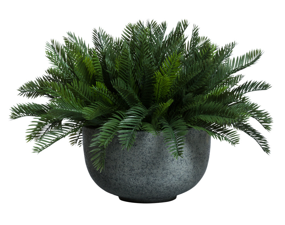 Cycas Palm