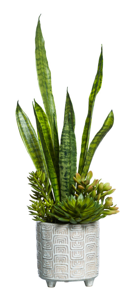 Succulent in Footed Pot