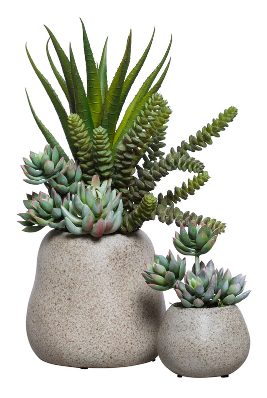 Assorted Succulents in Rock Pots, Set of 2