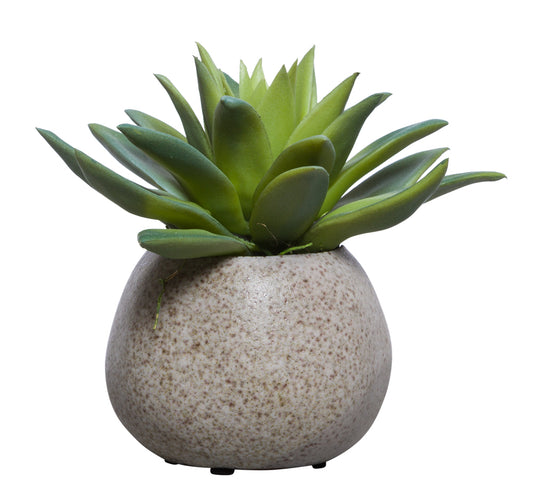 Echeveria Succulent in White Dented Pot