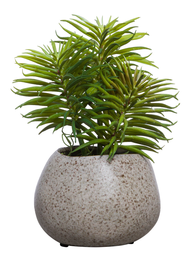 Succulent in White Dented Pot