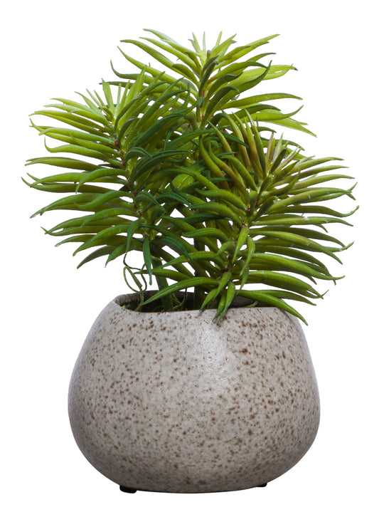 Succulent in White Dented Pot