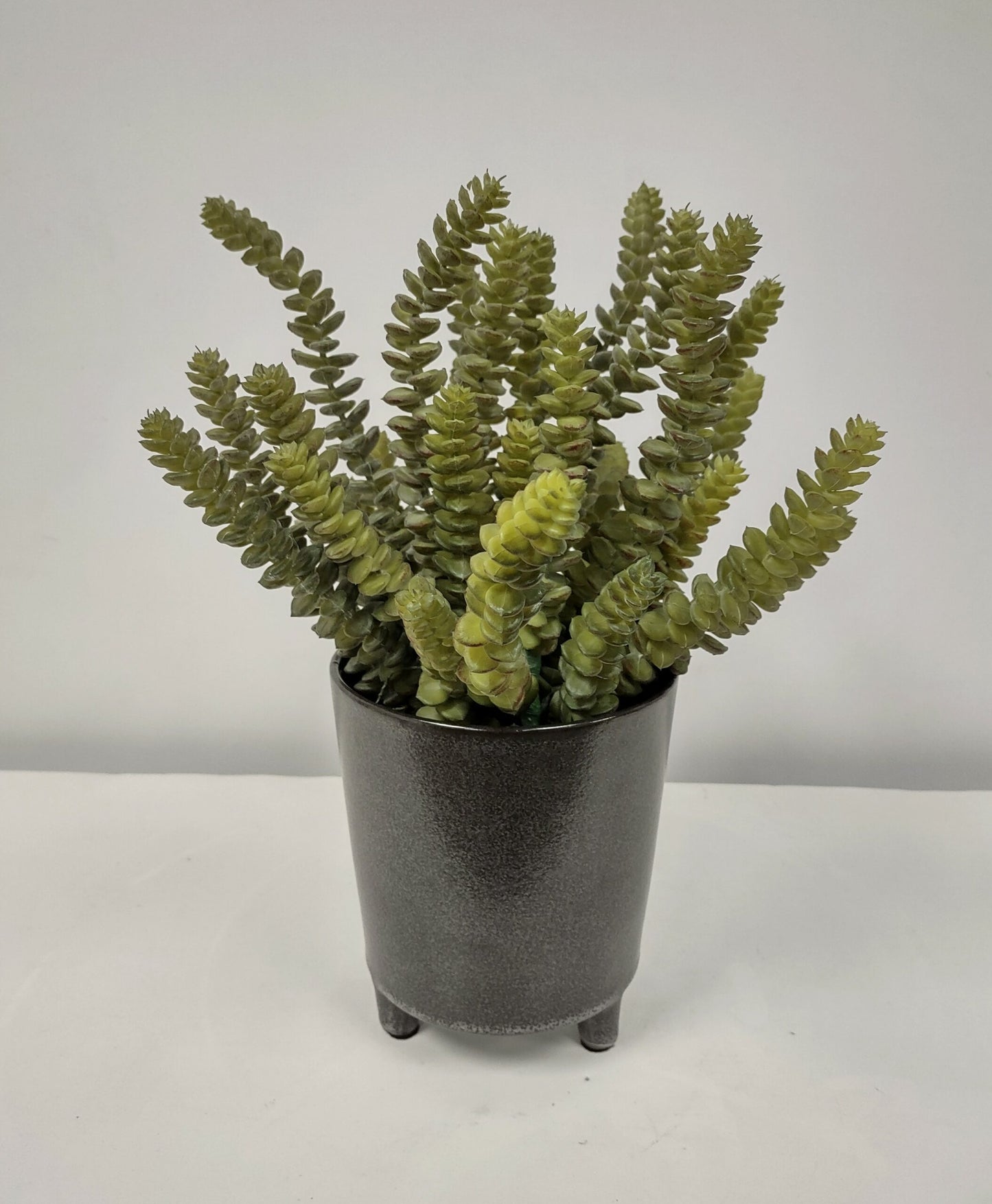 Soft Donkey Tail in Footed Pot