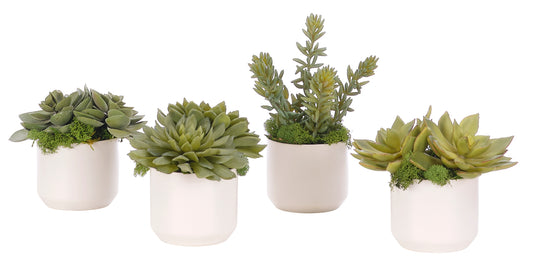 Succulent Pot