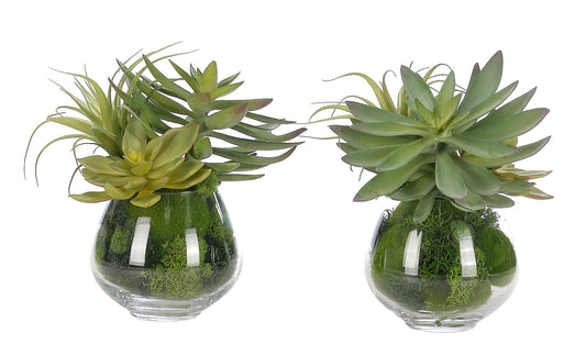 Succulents in Glass