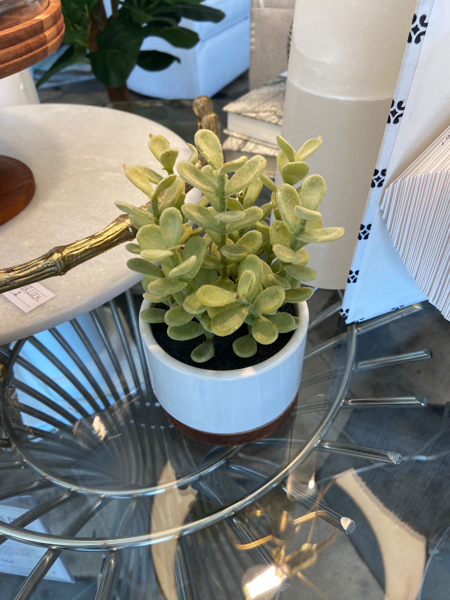 SM SUCCULENT CORK BOTTOM