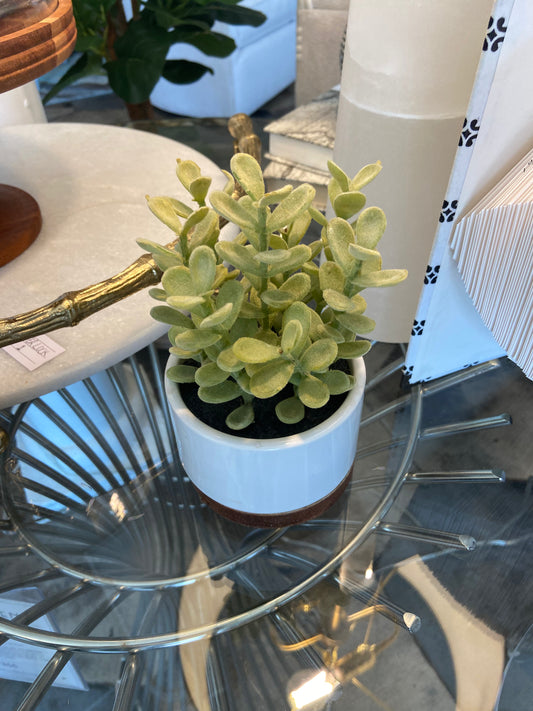 SM SUCCULENT CORK BOTTOM