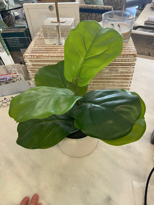 SM FIG PLANT