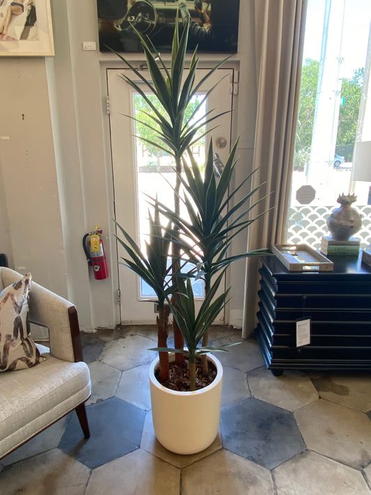 SM YUCCA