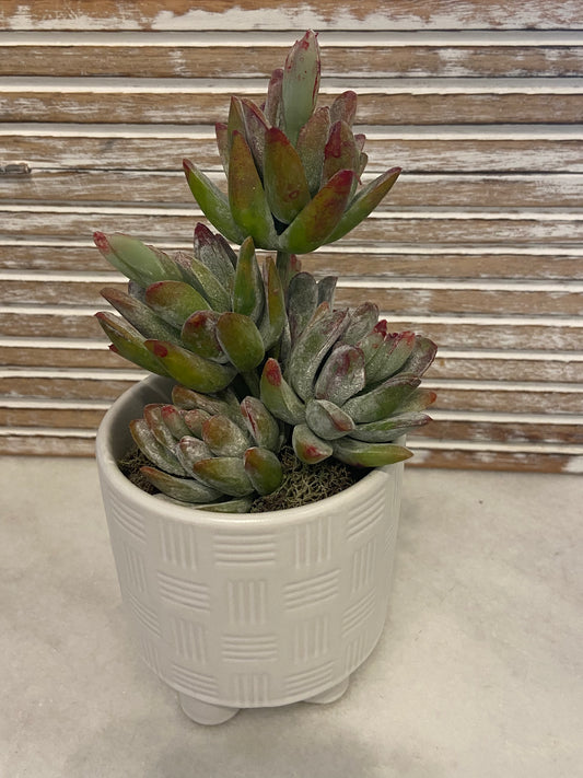SM Succulent in Pot