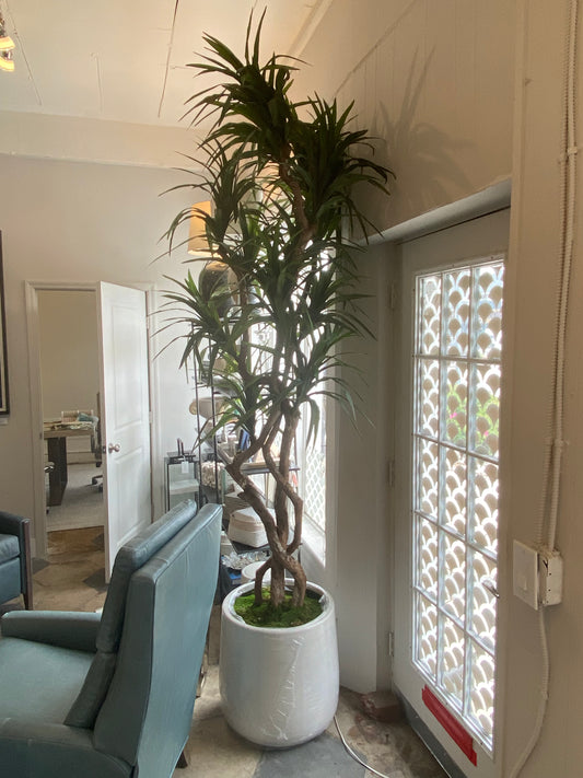 9' YUCCA TREE