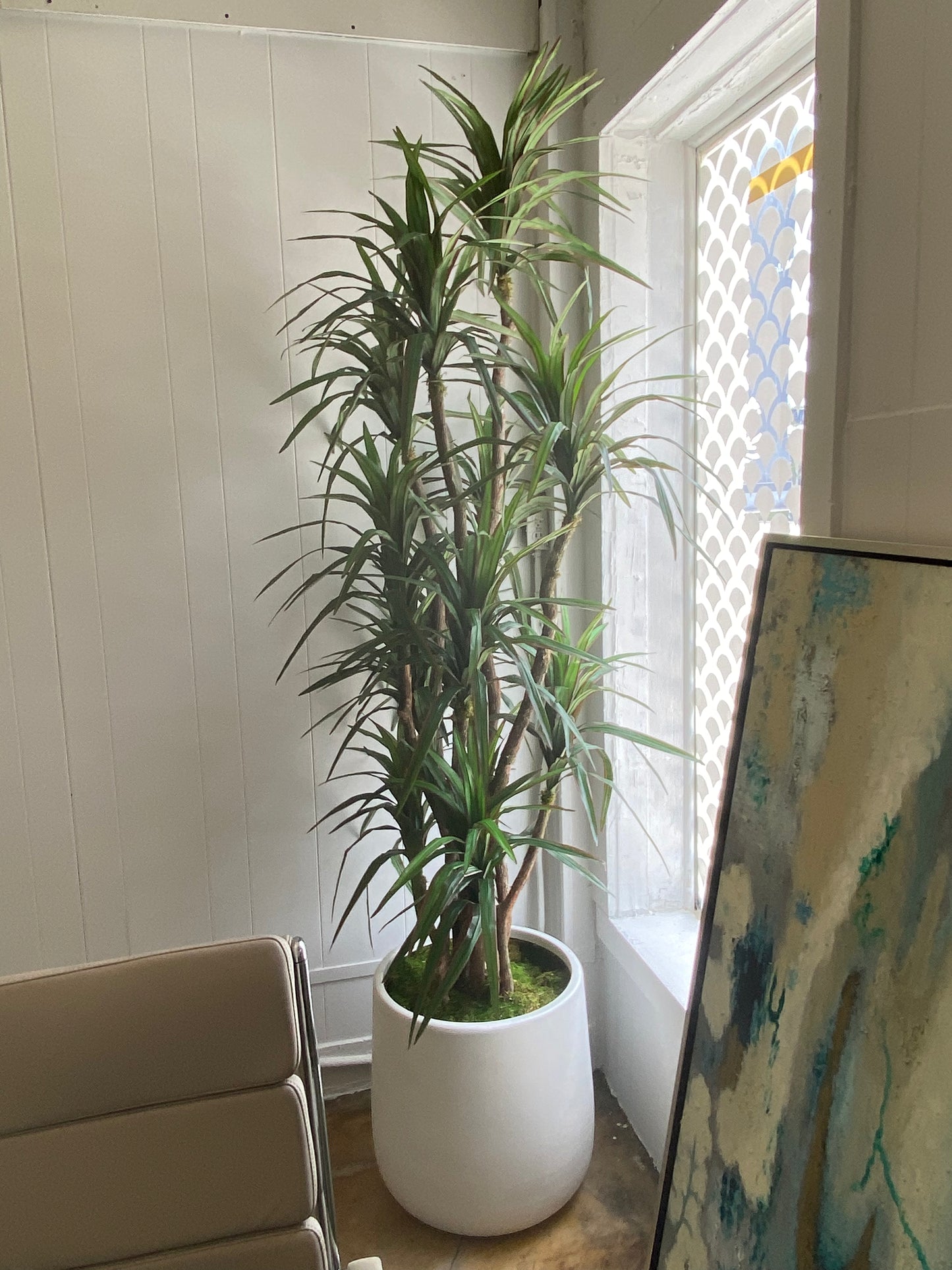 8.5" YUCCA TREE