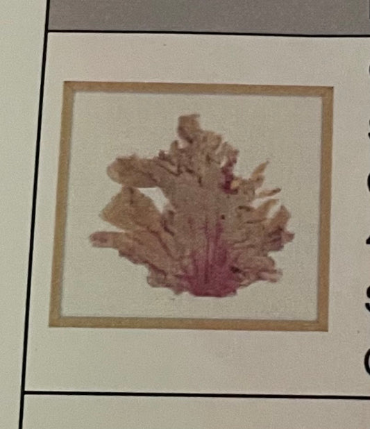 Coral Reef VII