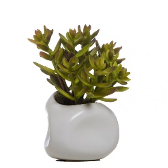 Succulent in White Dented Pot