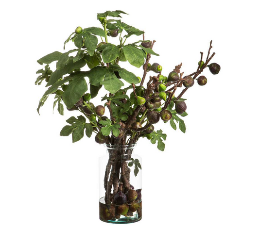 Fig Branches