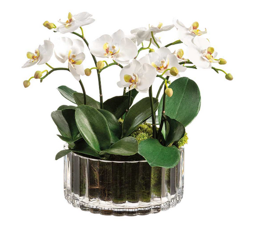 Orchid in Ribbed Glass Vase