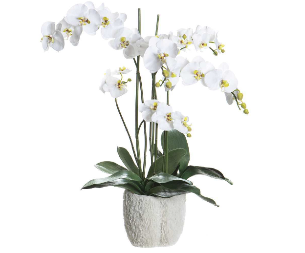 Phalaenopsis in Coral