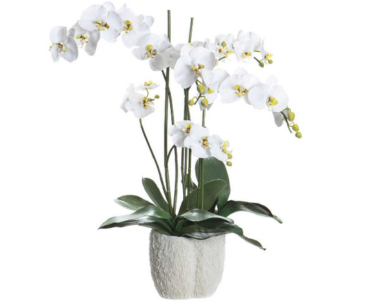 Phalaenopsis in Coral