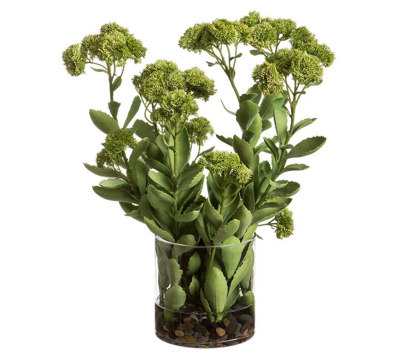 Sedum