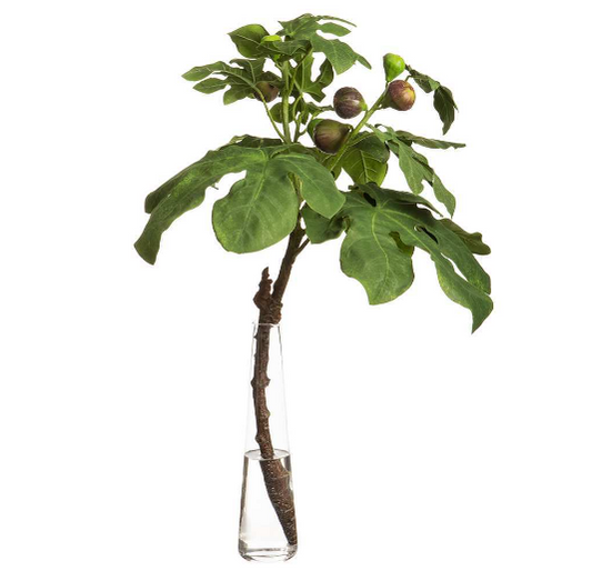 Single Fig Branch