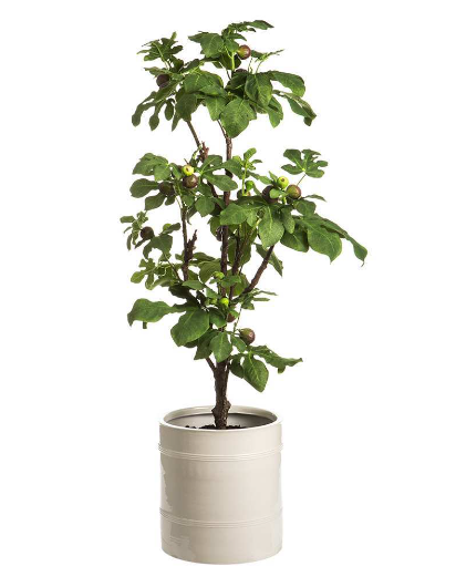 Fig Tree