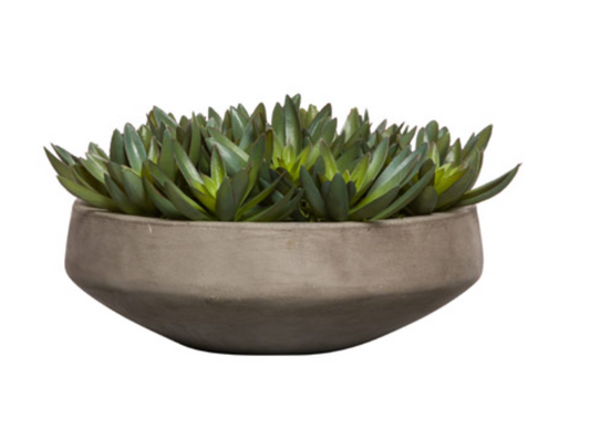 Echeveria in Cement Bowl