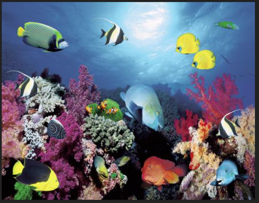 Prism Reef