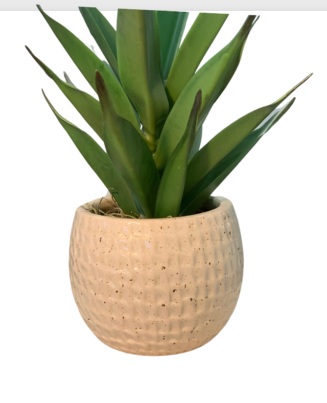 Circle Textured Vase & Plant