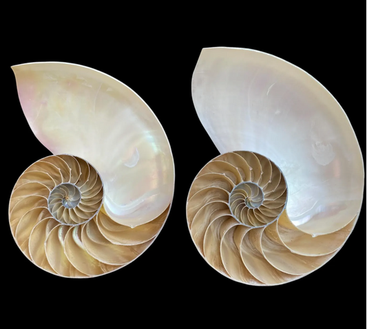 Single Half Conch shell