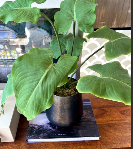 Black Pot Plant