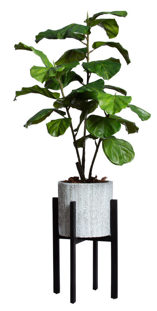Fiddle Fig Tree W/O Stand